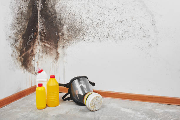 Best Bathroom Mold Remediation in East Bangor, PA