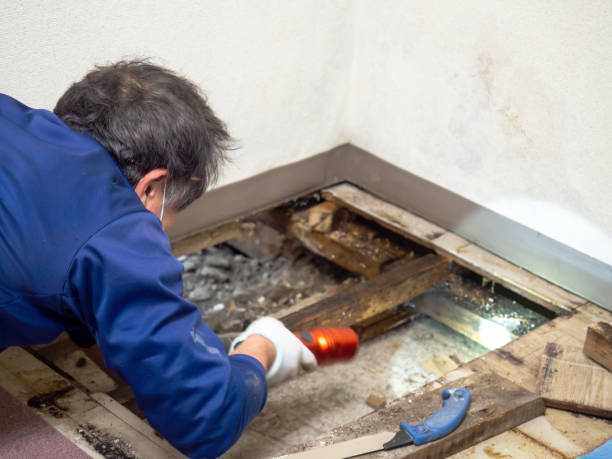Best Bathroom Mold Remediation in East Bangor, PA