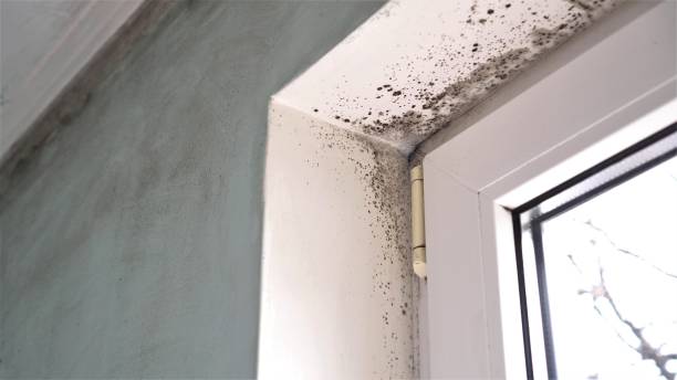 Best Health and Safety Mold Remediation in East Bangor, PA