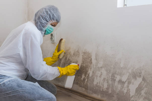 Best Black Mold Remediation in East Bangor, PA